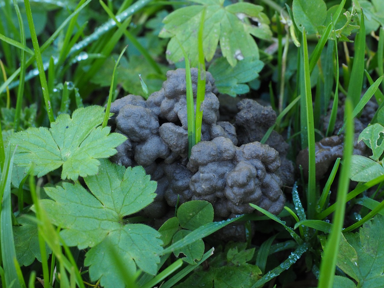 How to Start a Compost Pile in Your Backyard